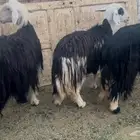 للبيع ضان نجد فل شحم وحيل