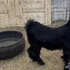 للبيع تيس فل شحم ونظيف