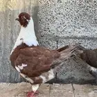 للبيع انثى كنق بنتاجها