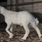 مشروع فحل حري