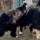 للبيع خرفان نجد وفل شحم