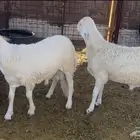 للبيع سواكن شحم ونظاف