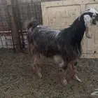 للبيع جفره ثنيه ذبيحه
