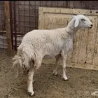 للبيع رخل دوبها أثنت
