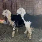 للبيع خرفان نجد جبره