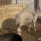 للبيع رخل حريه جبره وفل شحم