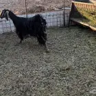 للبيع جفره ذبيحه دوبها ثنيه حايل ولا ولدت