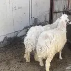 رخال للبيع