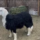 للبيع طلي نجدي جبر فل ظهر وطرف