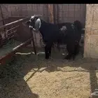للبيع تيس فل شحم
