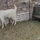 للبيع جفره مصريه منوه للقناي