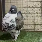 للبيع ذكر حمام مودينا