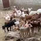 غنم جنوبيه