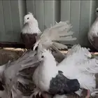 رقاص امريكي