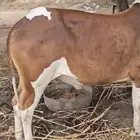 حسيل جذع سمين بلدي