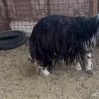 للبيع نعجه نجديه حايل شحم