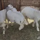 للبيع خرفان حريه سمان ونظاف