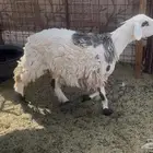 للبيع رخل جبره وفل شحم وحايل