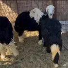 للبيع خرفان نجد شحم ونظاف