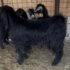 للبيع معزا بفحلها جذع