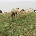 ناقه