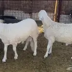 طليان سواكن ذبايح شحم