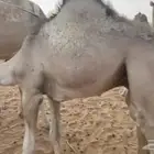 قعود لباني كفو العمر فوق 8 اشهر يصلح مبداء ولا كرامة