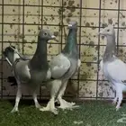 للبيع جوز حمام سمبوسه