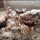 السلام عليكم ورحمة الله وبركاته غنم للبيع سومتك خاص