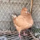دجاج حمام