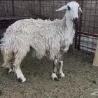 للبيع رخل جبره وفروع وفل شحم
