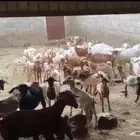 30 كبار و40 بهم الموقع الباحة - المخواة البيع قريب