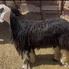 للبيع نعجه نجديه جبره ذبيحه