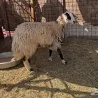 للبيع رخل جبره و حايل