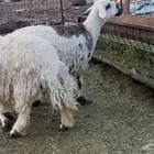 للبيع رخال ثنيه ورباع حيل وشحم