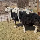 للبيع ضان نجد حيل وفل شحم