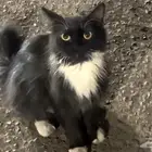 قطوه مروج الامير