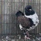 للبيع ذكر حمام مودينا