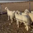 6 رخال طيبات للبيع