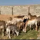 سواكن درمانيات فواخر