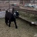 للبيع تيس عارضي مخصي ذبيحه