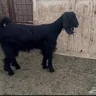 للبيع جفره حايل وفل شحم