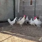 دجاج فيومي المنيوم