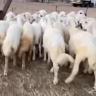 طليان ورحال