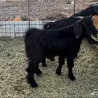 للبيع تيوس فل شحم ومخاصي