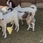للبيع جفار مشاريك منوه للقناي