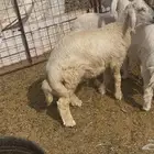 للبيع خرفان حريه فل شحم ونظاف