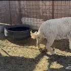 للبيع رخل حريه ذبيحه