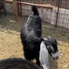 للبيع جفره عارضيه على الحليب وفل شحم
