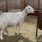 نعجه حريه جبره مضرع بي 3 شهور شرط